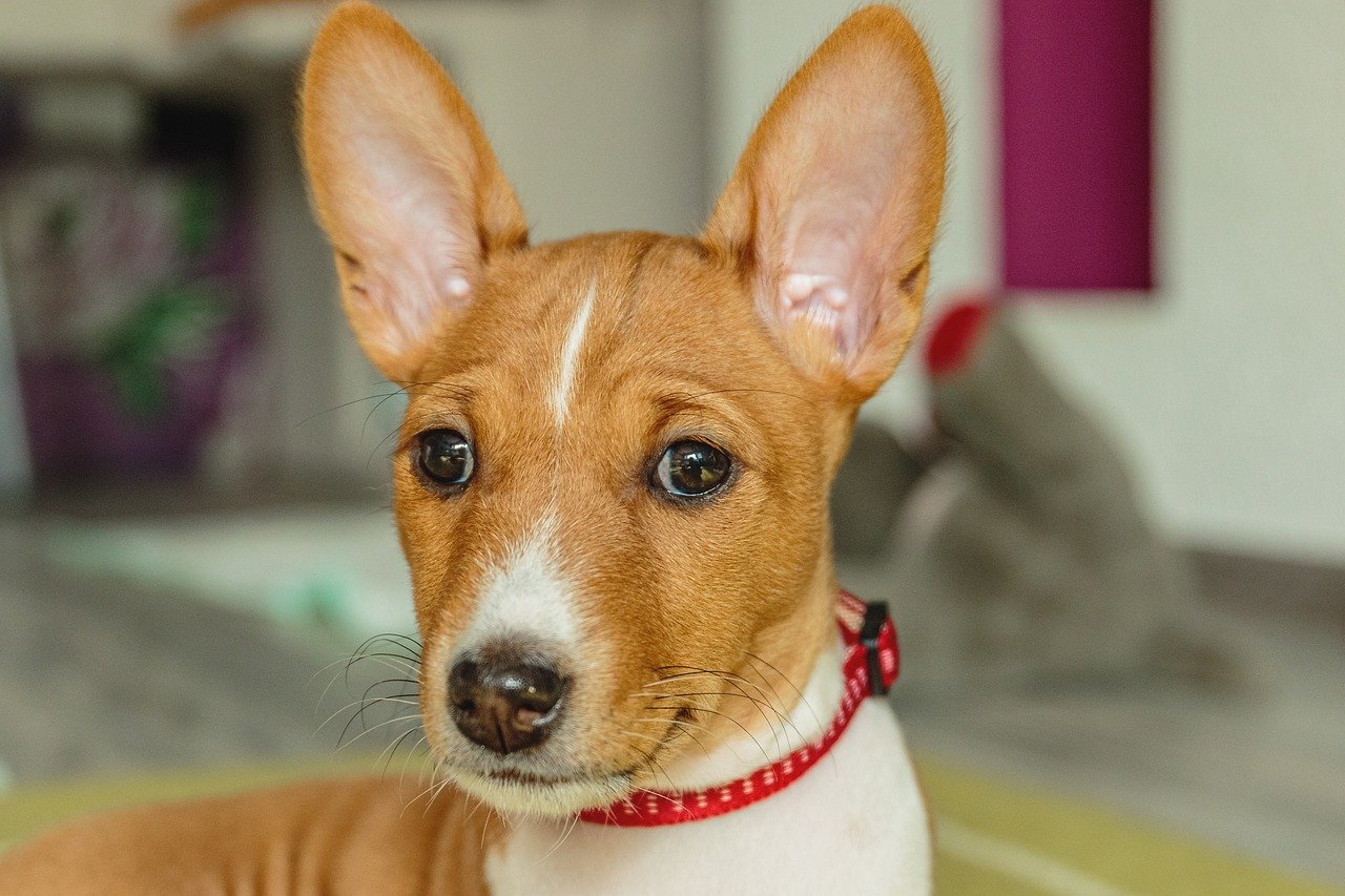 Basenji Puppies For Sale: Finding the Best Match