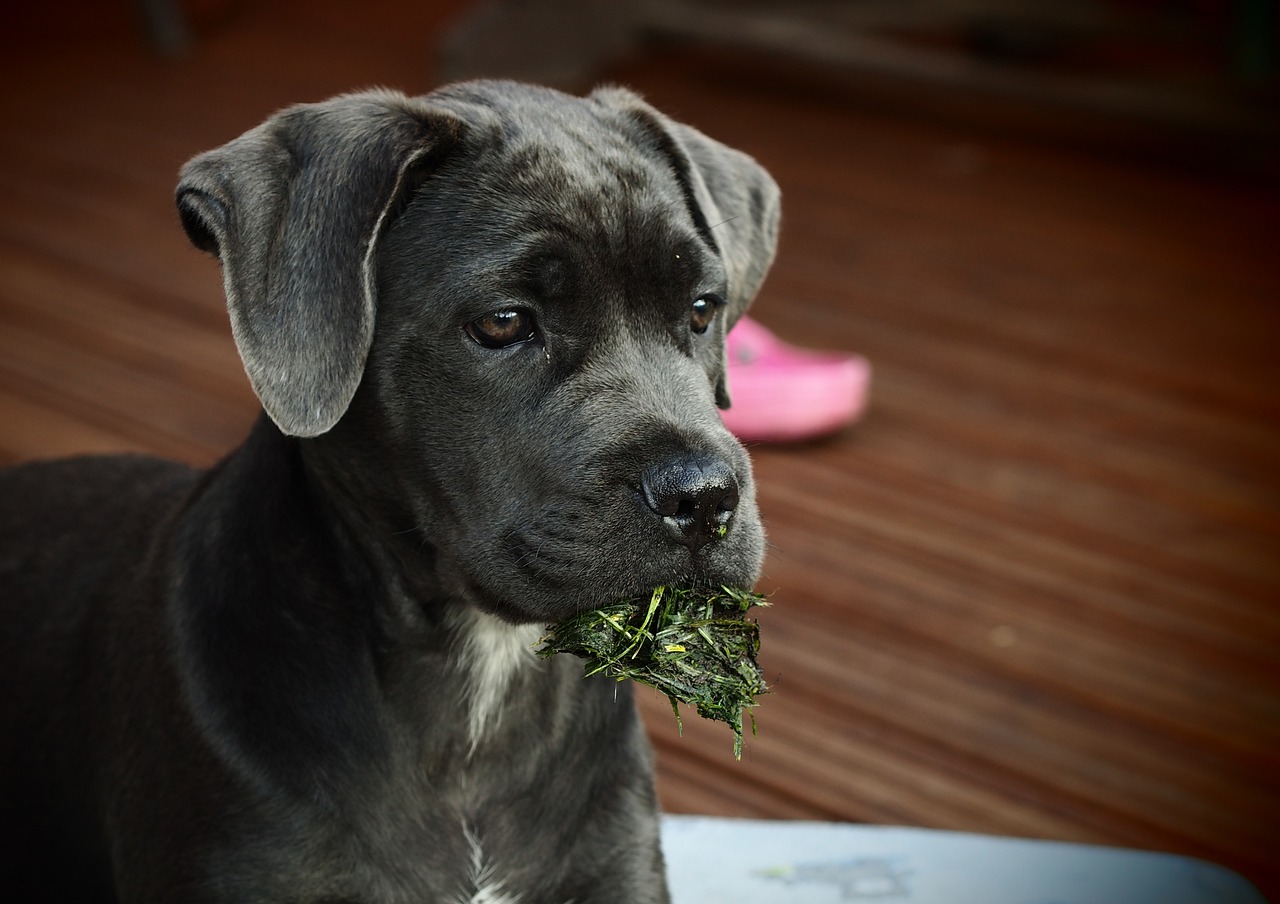 Cane Corso Puppies For Sale: Finding the Best Match