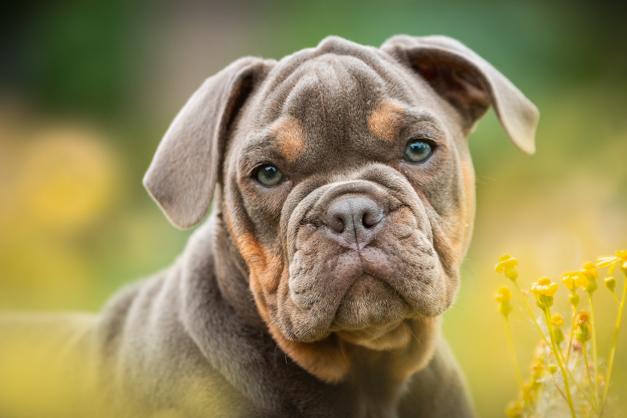 Bulldog Puppies For Sale: Finding the Best Match