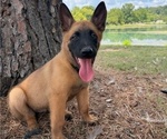 Puppy Puppy 3 Belgian Malinois