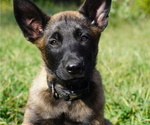 Puppy Puppy 7 Belgian Malinois