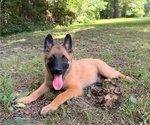 Puppy Puppy 5 Belgian Malinois
