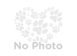American Staffordshire Terrier-Unknown Mix Dogs for adoption in San Antonio, TX, USA